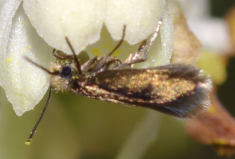 Piccoli lepidotteri: Micropterix aruncella - Micropterigidae